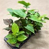 HOMALONEMA 14 CM MIX 1X7